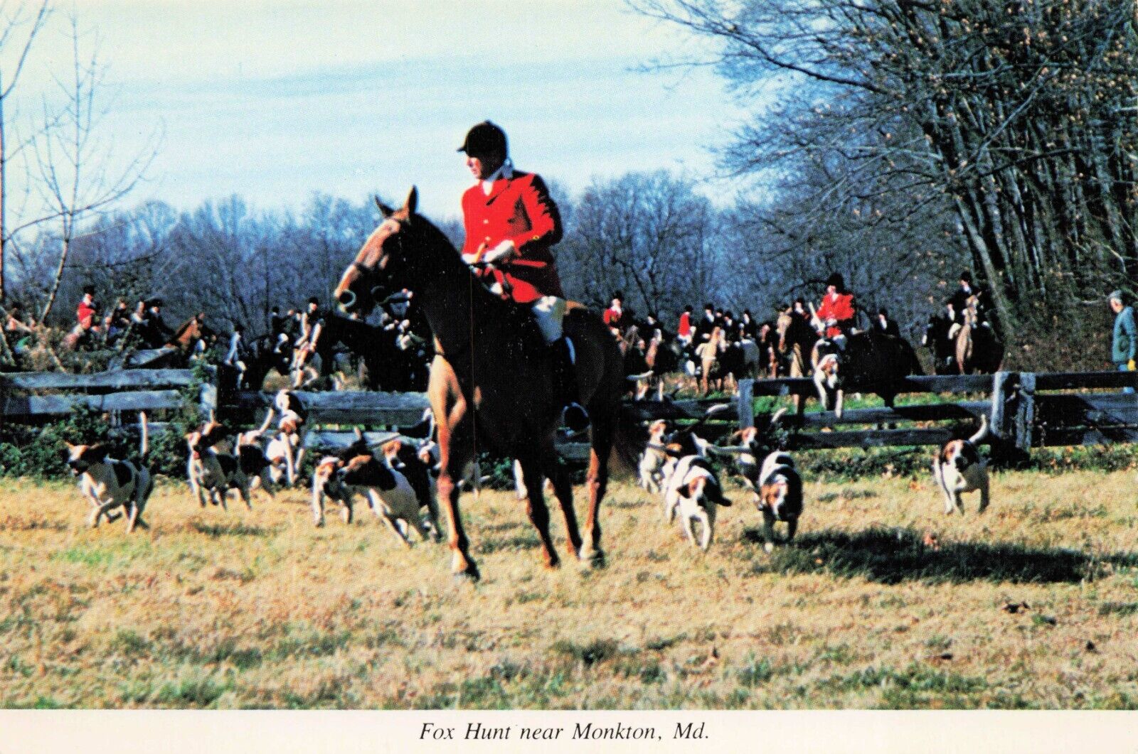 Monkton Maryland Fox Hunt Huntsman Dogs VTG Continental Chrome Postcard Unposted
