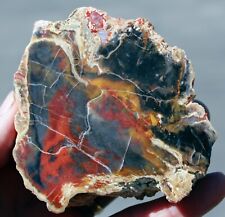 Henry Mountain Petrified Wood  • 12.0 oz. End Cut picture