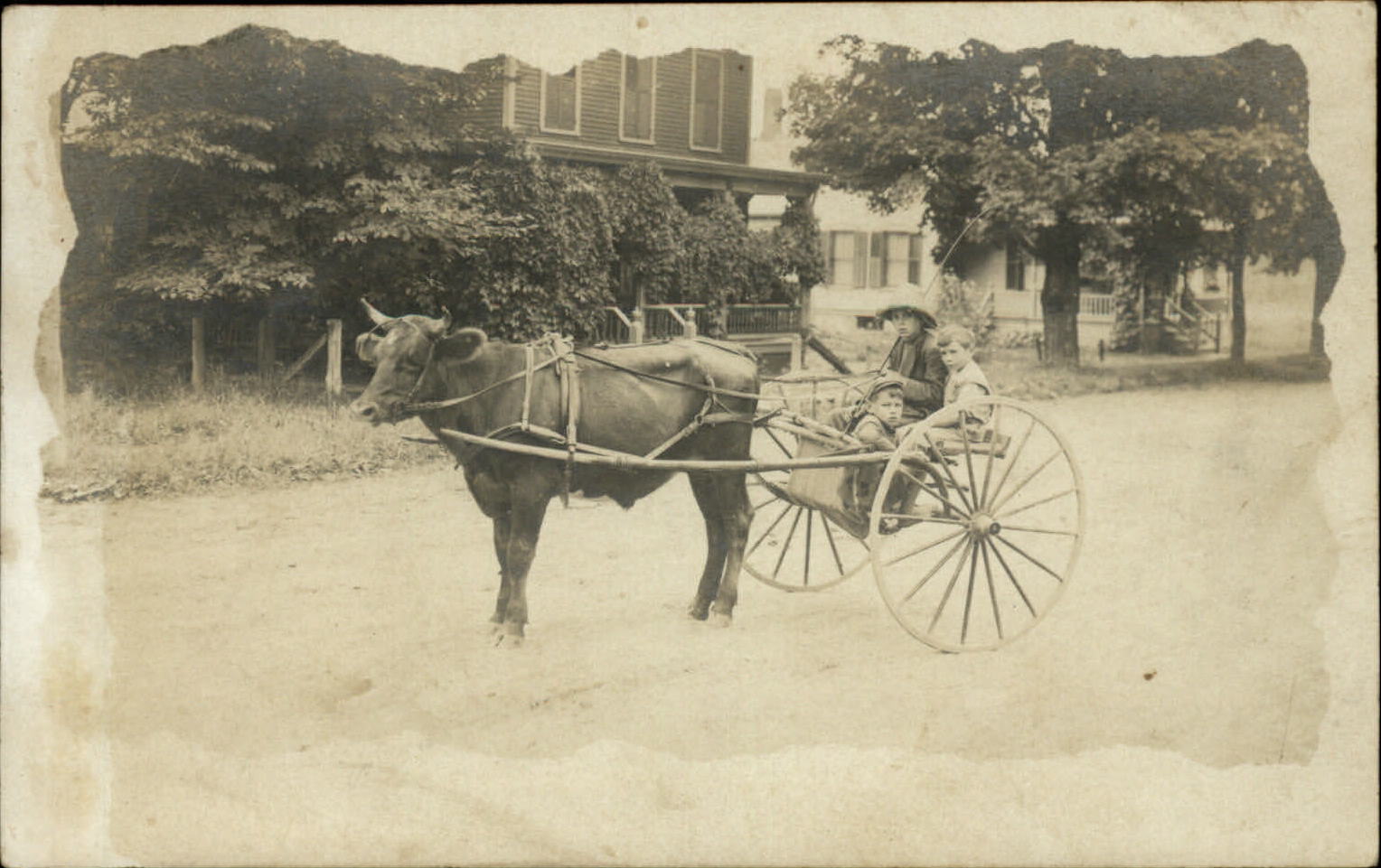 RPPC photo oxen cart sulky young boys ~ Granny to Frank LeRay Searsburg Vermont