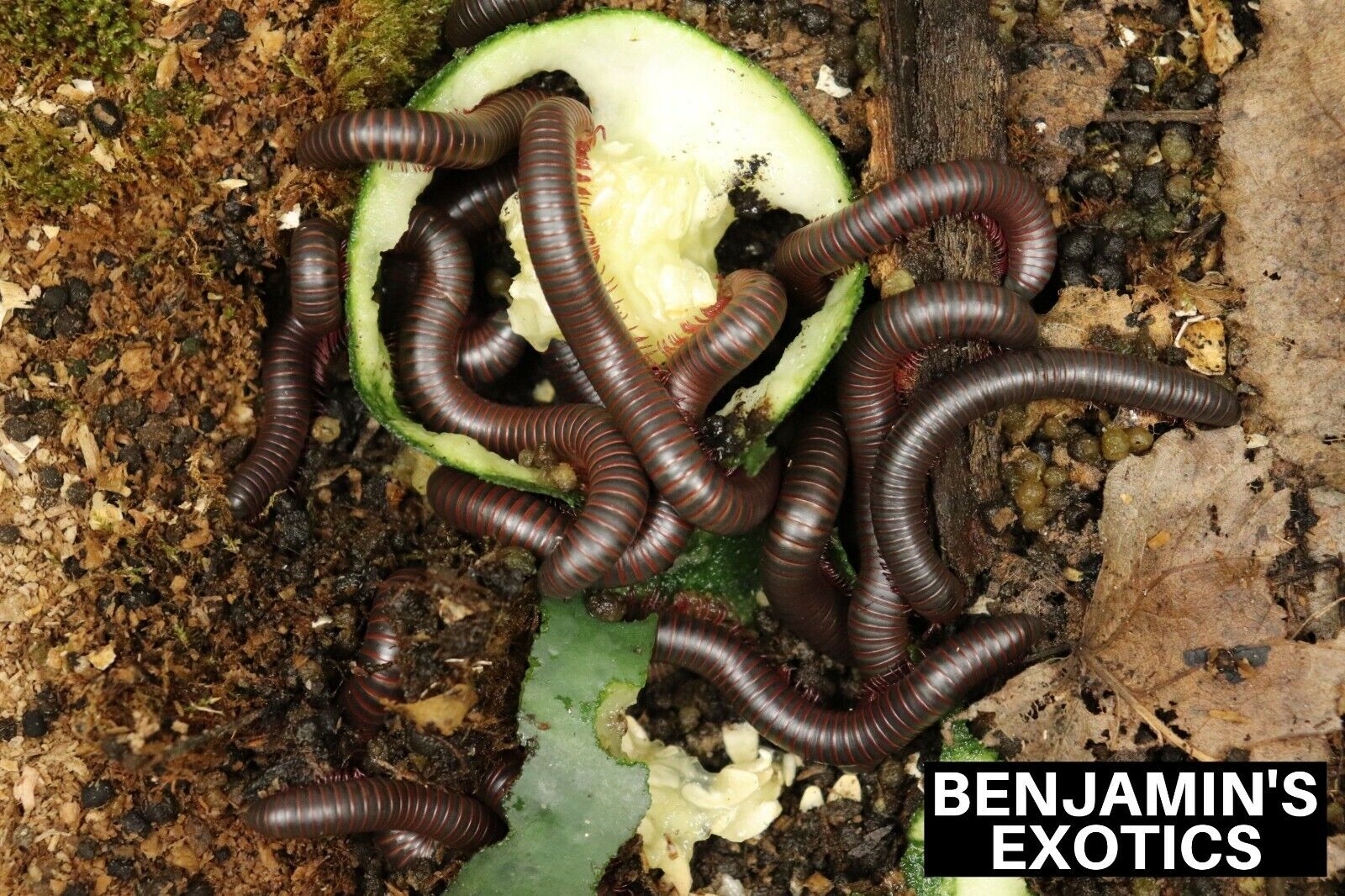 Field Collected North American Giant Millipedes (5 Pack) Narceus americanus