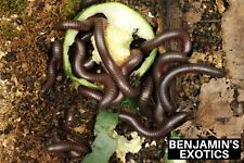 Field Collected North American Giant Millipedes (5 Pack) Narceus americanus picture