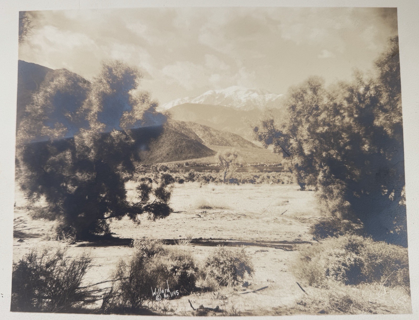 Vtg STEPHEN WILLARD Orig Photograph #1145 Joshua Trees Mountain Desert 9.5x11.25