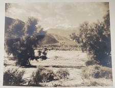 Vtg STEPHEN WILLARD Orig Photograph #1145 Joshua Trees Mountain Desert 9.5x11.25 picture