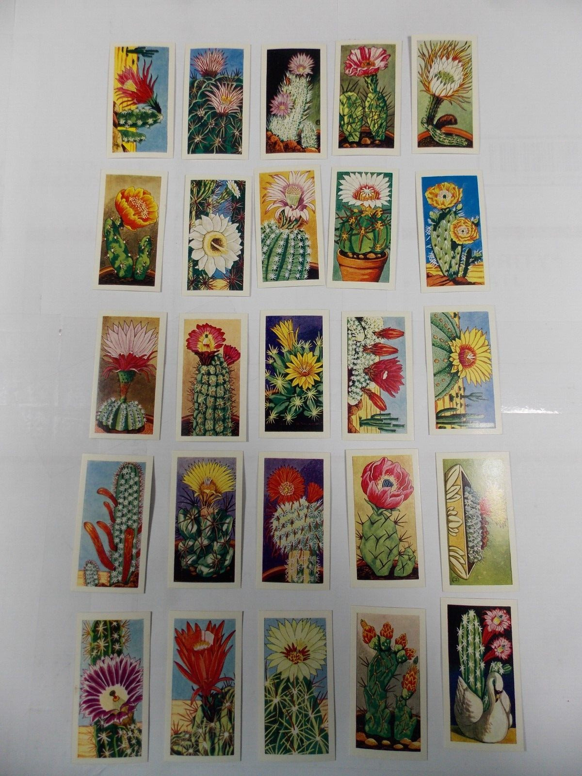 Lamberts of Norwich Trade Cards Cacti Complete Set 25