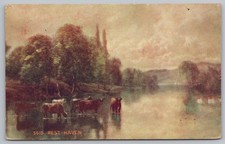 1908 REST HAVEN Cows Wading Pastoral Scene Hubbardton VT Postmarked Postcard picture