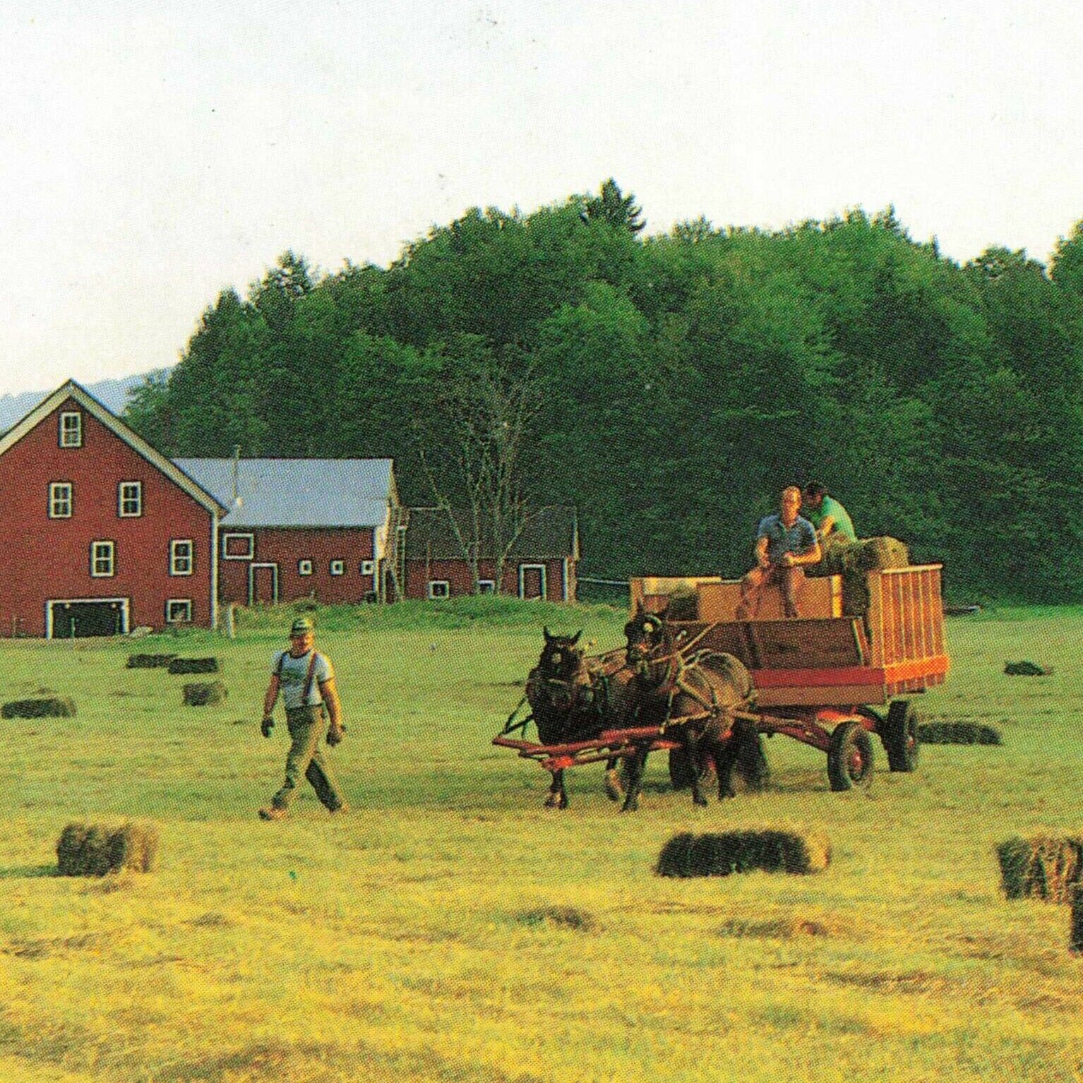 Sleigh Rides Farm Horse Harvest VT Waitsfield UNP Chrome New England Postcard