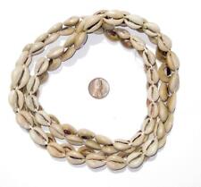 Kenyan Cowrie Shell Beads 15mm West Africa African White Unusual 30 Inch Strand picture