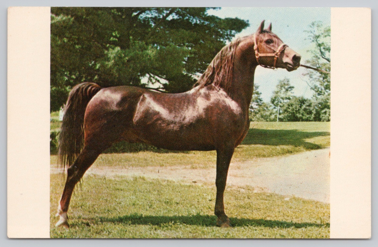 Postcard UVM Cantor Champion Morgan Stallion University of Vermont Weybridge VT Postcard UVM Cantor Champion Morgan Stallion University of Vermont Weybridge VT