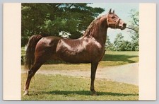 Postcard UVM Cantor Champion Morgan Stallion University of Vermont Weybridge VT picture