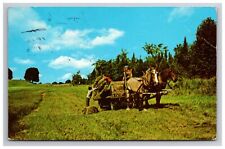 Cabot Vermont Green Mountain Scene Horses Hay Field Chrome dPostcard picture