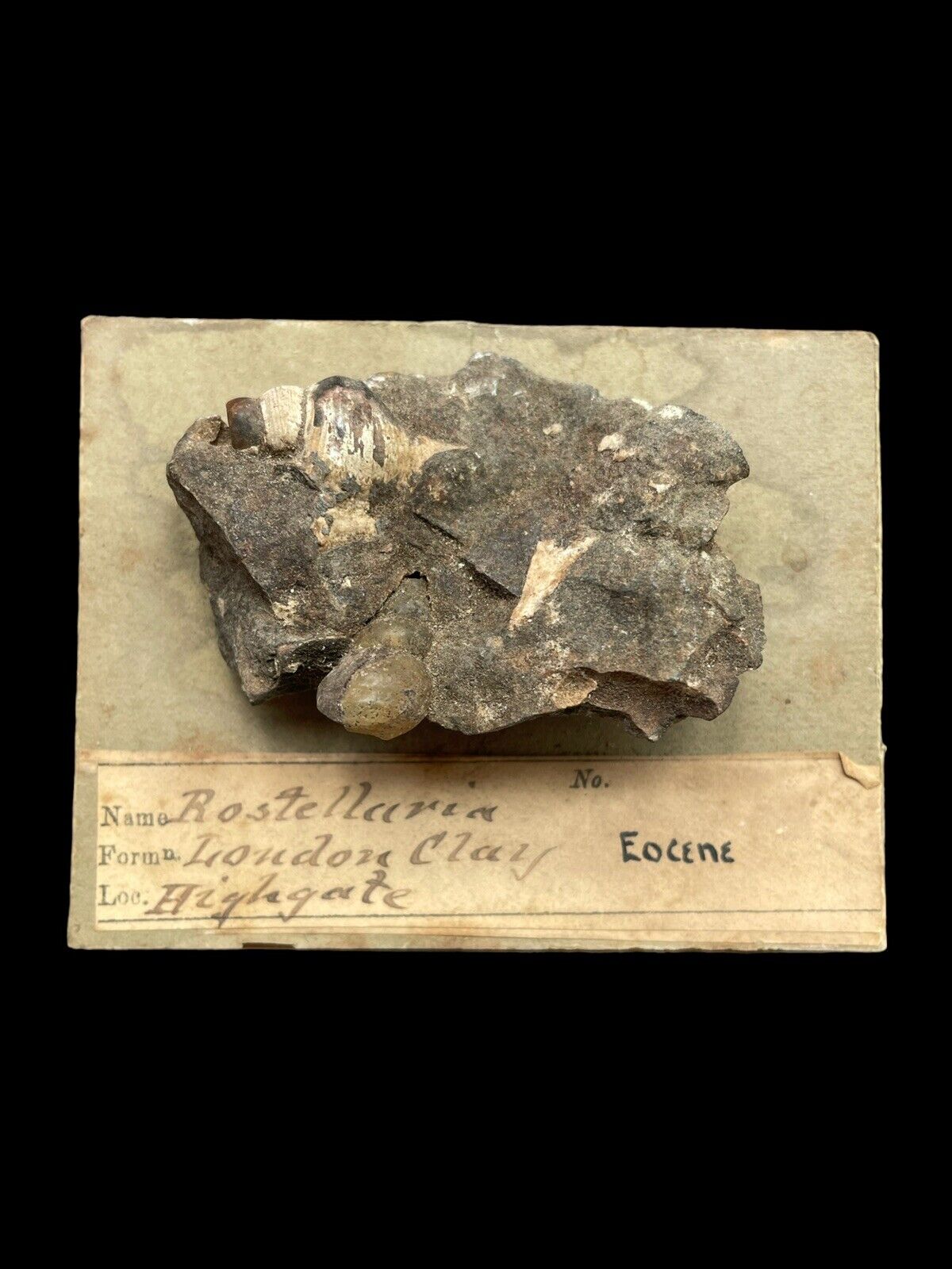 Rare London Clay Gastropod Rostellaria - Victorian Specimen - Highgate, London 