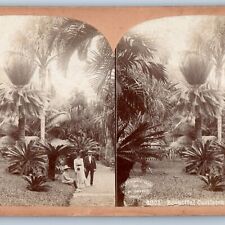c1900s Jamaica Castleton Gardens Real Photo Stereo Card Graves Antique V14 picture