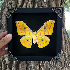 Framed Silk Moth Shadow Taxidermy Real Dried Insect Taxidarmy Wall Hanging Decor picture