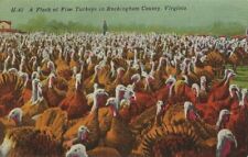 Postcard: Thanksgiving Turkeys, Rockingham County, Virginia - A Fine Flock picture